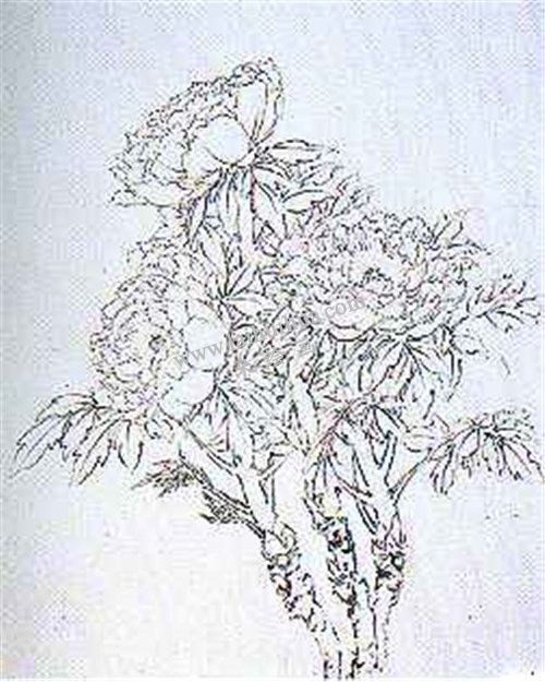 牡丹國(guó)畫(huà)第一步畫(huà)法：白描