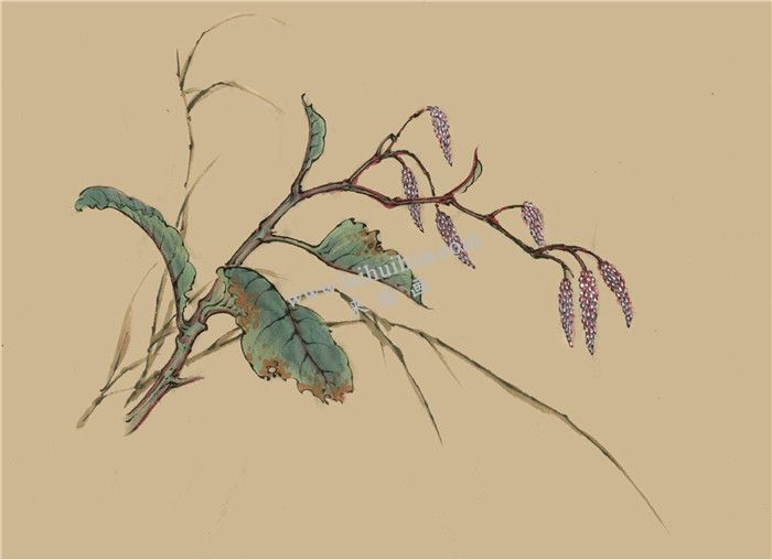 菱花的國畫畫法  步驟五