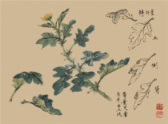 菊花國(guó)畫畫法范例 01