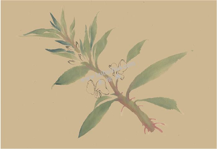 鳳仙花國畫畫法  步驟二