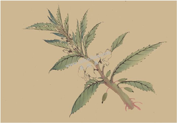 鳳仙花國畫畫法  步驟三