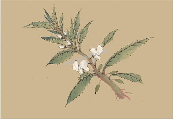 鳳仙花國畫畫法  步驟四