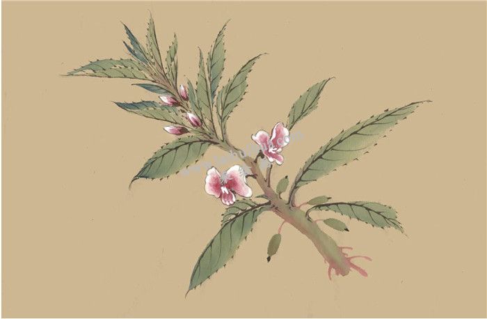 鳳仙花國畫畫法  步驟五