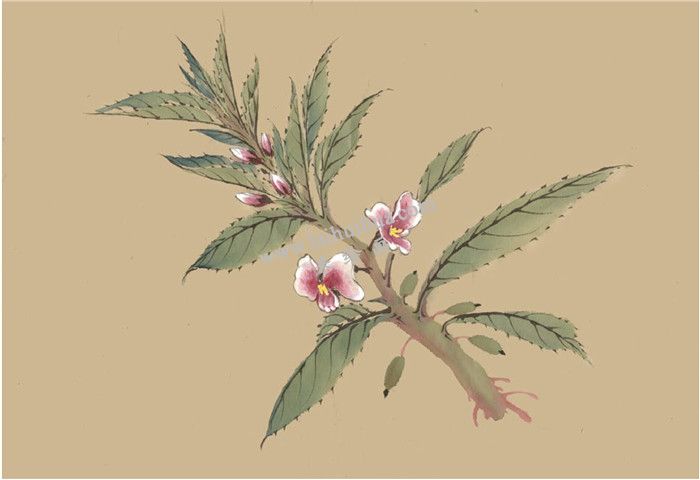 鳳仙花國畫畫法  步驟六