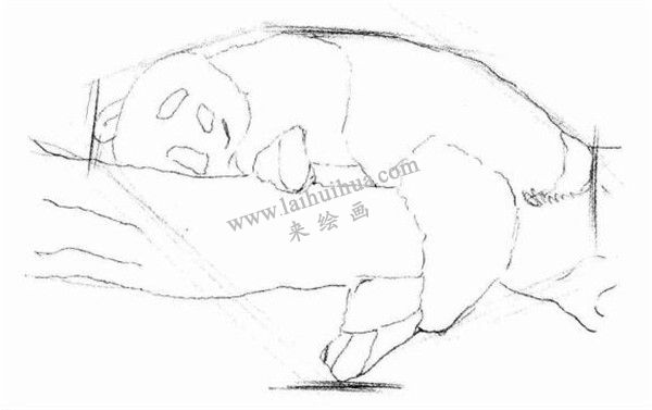 大熊貓的素描畫法步驟 二