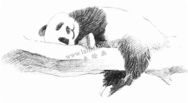 大熊貓的素描畫法步驟 四
