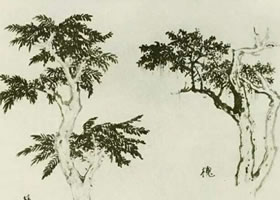 椿樹(shù)的國(guó)畫(huà)畫(huà)法