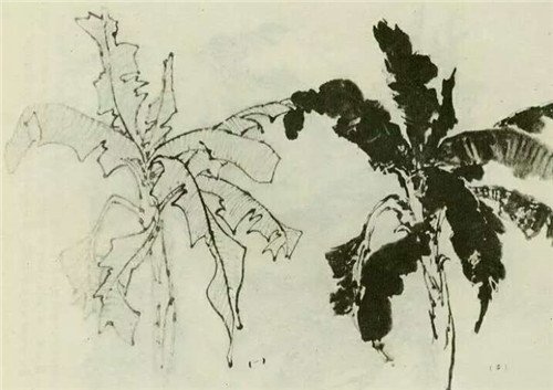 芭蕉的國(guó)畫(huà)畫(huà)法