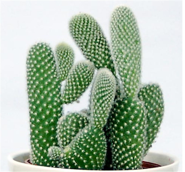 仙人掌簡(jiǎn)筆畫(huà)