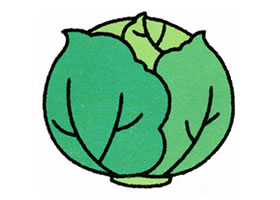 卷心菜簡筆畫