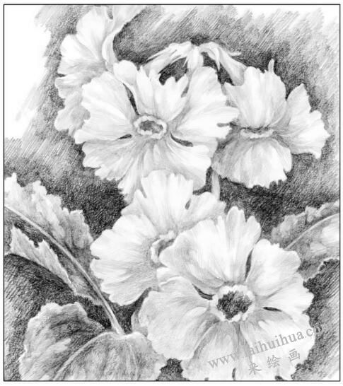 花卉素描對比的調(diào)節(jié)