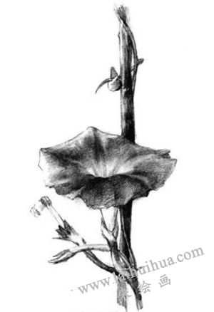牽牛花素描畫法步驟五