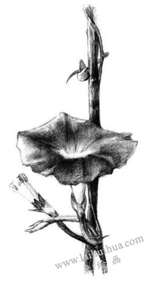 牽牛花素描畫法步驟六