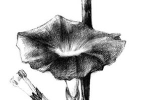 牽?；ㄋ孛璁?huà)法