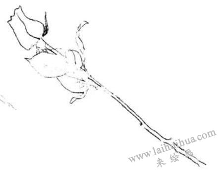 描繪出外輪廓，玫瑰花素描畫法步驟二