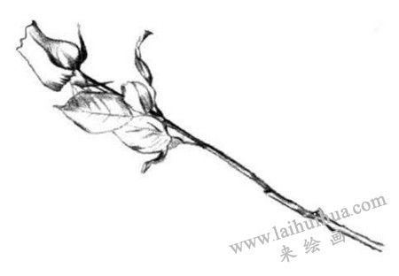 玫瑰花的明暗交界線，玫瑰花素描畫法步驟三