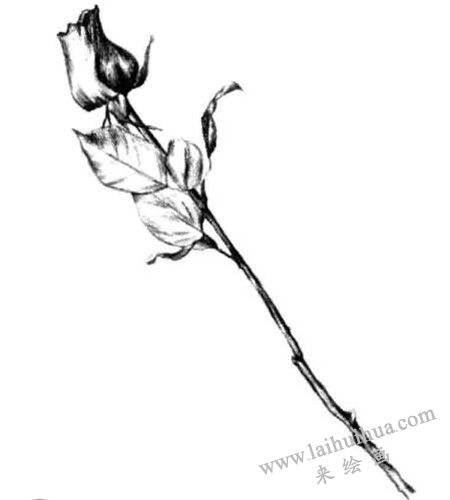 細(xì)化玫瑰花的暗面，玫瑰花素描畫法步驟四