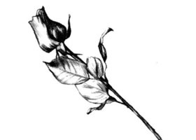 玫瑰花素描畫(huà)法步驟
