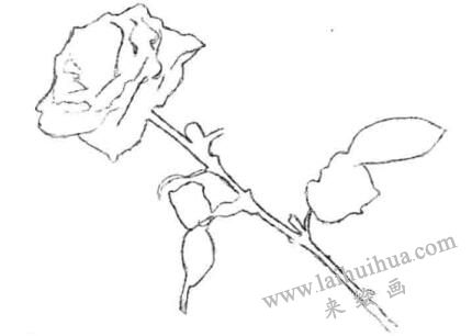 外輪廓和內(nèi)輪廓，月季花的素描畫(huà)法步驟二