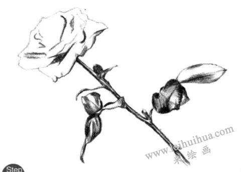 花柄，月季花的素描畫(huà)法步驟第三步