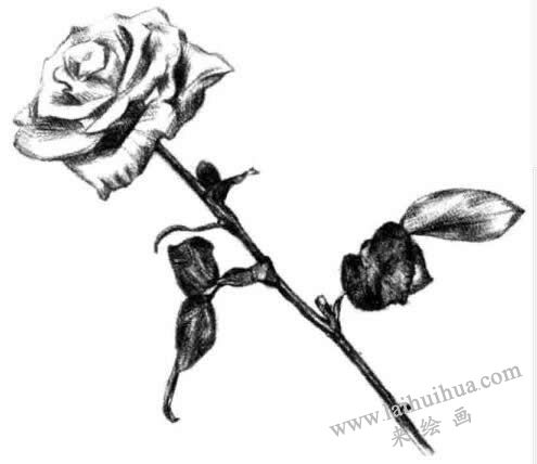 月季花的素描畫(huà)法步驟四