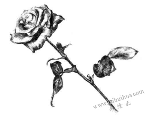 月季花的素描畫(huà)法步驟五