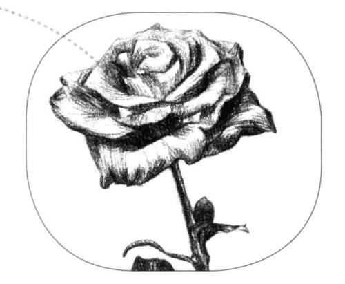 月季花的素描畫(huà)法