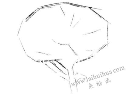 金盞菊素描畫(huà)法步驟一