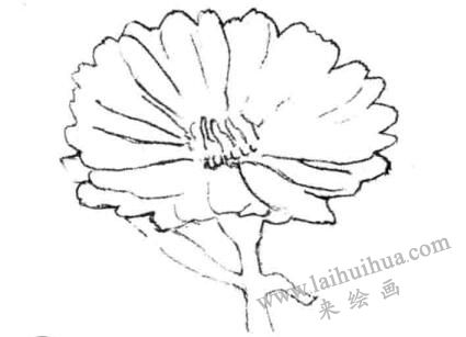 金盞菊素描畫(huà)法步驟二