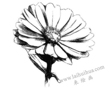 金盞菊素描畫(huà)法步驟三