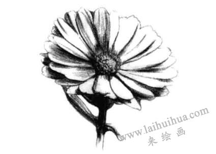 金盞菊素描畫(huà)法步驟四