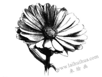 金盞菊素描畫(huà)法步驟五