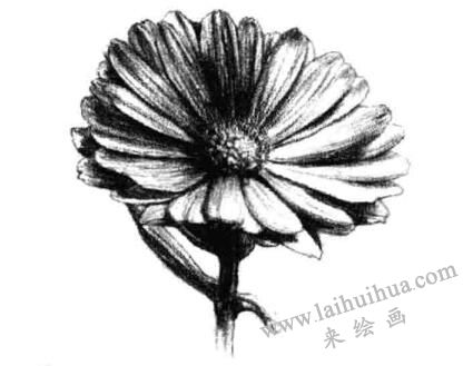 金盞菊素描畫(huà)法步驟六