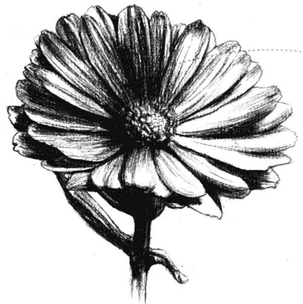 金盞菊素描畫(huà)法