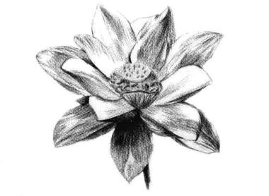 荷花素描畫法步驟五