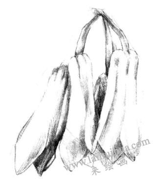 蘭花素描畫法步驟三