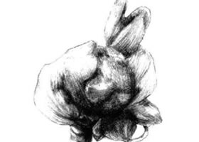 寶鐸草素描畫法