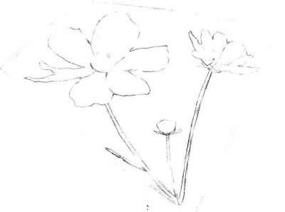 線稿部分，紫葉草素描畫法步驟二