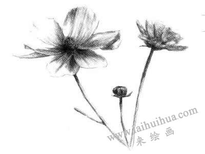 細(xì)節(jié)描繪，紫葉草素描畫法步驟四