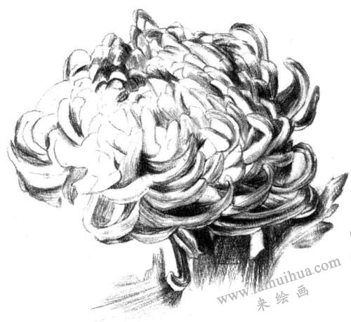 明暗交界線，粉旭桃素描畫法步驟五