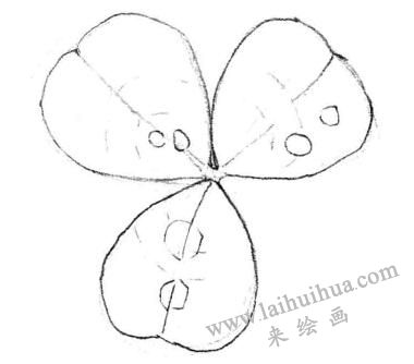 三葉草素描畫法步驟二