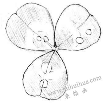 三葉草素描畫法步驟三