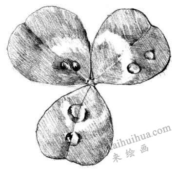 三葉草素描畫法步驟四