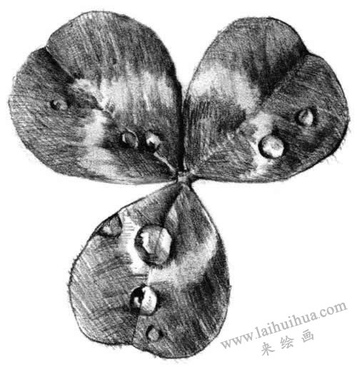 三葉草素描畫法步驟六
