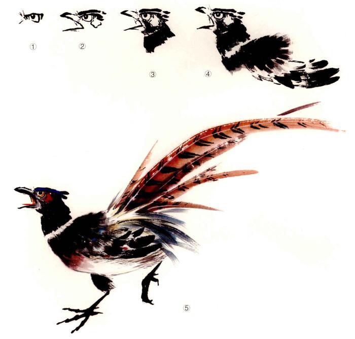雉雞的畫(huà)法