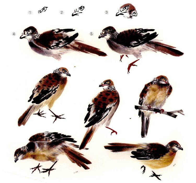 斑鳩的畫(huà)法