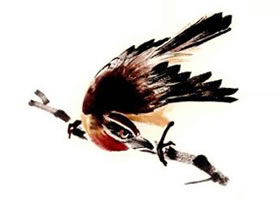 紅點(diǎn)頦的畫(huà)法