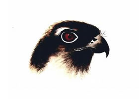 鳥(niǎo)的嘴和眼的畫(huà)法