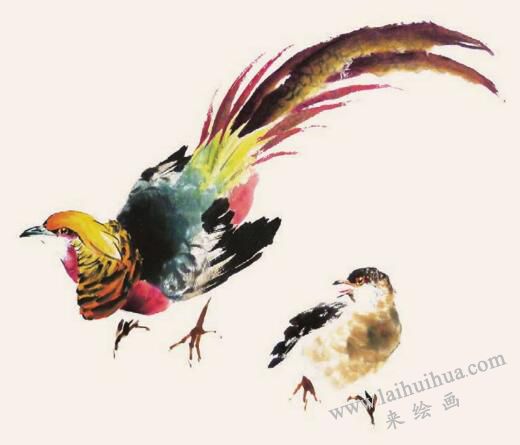 錦雞的步驟畫法六