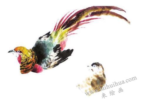 錦雞的步驟畫法五